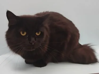 An adult small-sized male Domestic Medium Hair cat named Cupid for adoption in Woodbury, MN