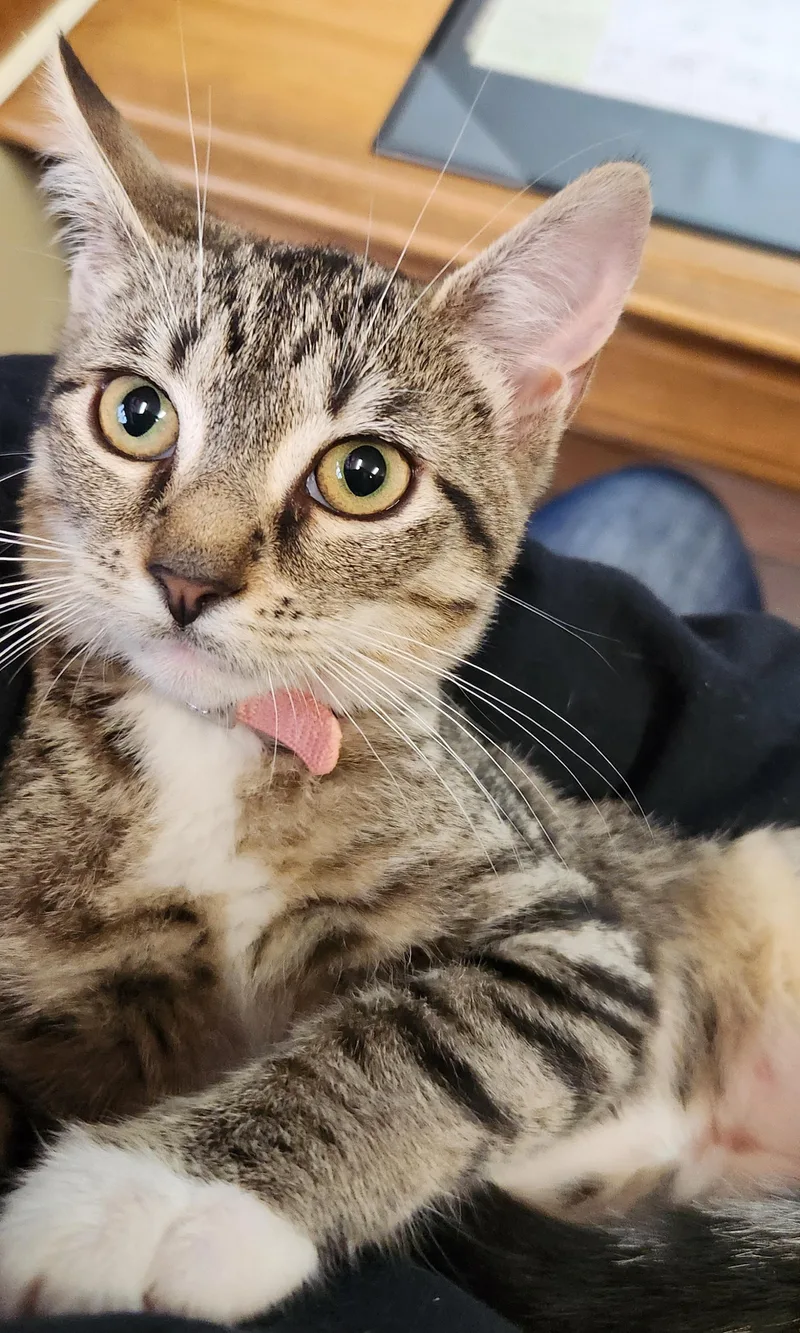A baby medium-sized female Tabby cat named Princess for adoption in Linden, NJ