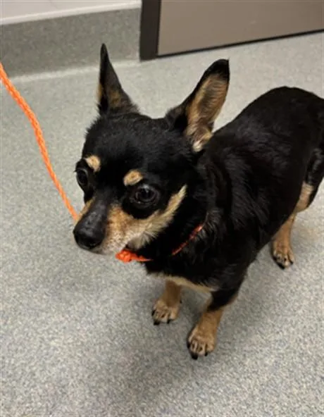 An adult medium-sized female Chihuahua dog named Princesa for adoption in Ontario, CA