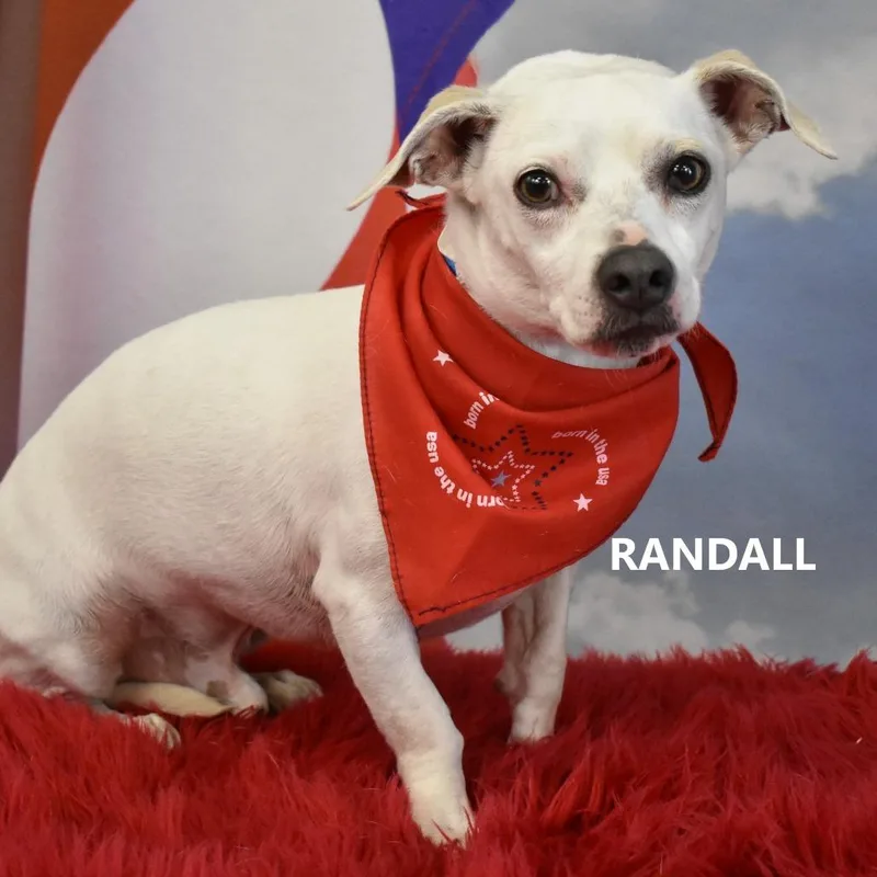 A senior small-sized male White / Cream Chihuahua dog named Randall for adoption in Yuma, AZ