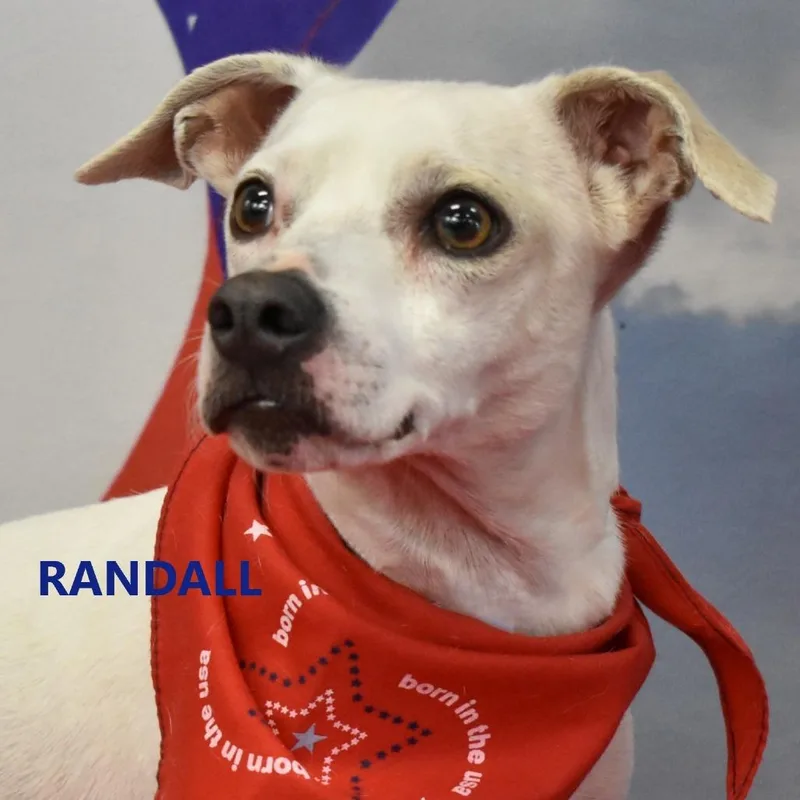 Randall thumbnail 4