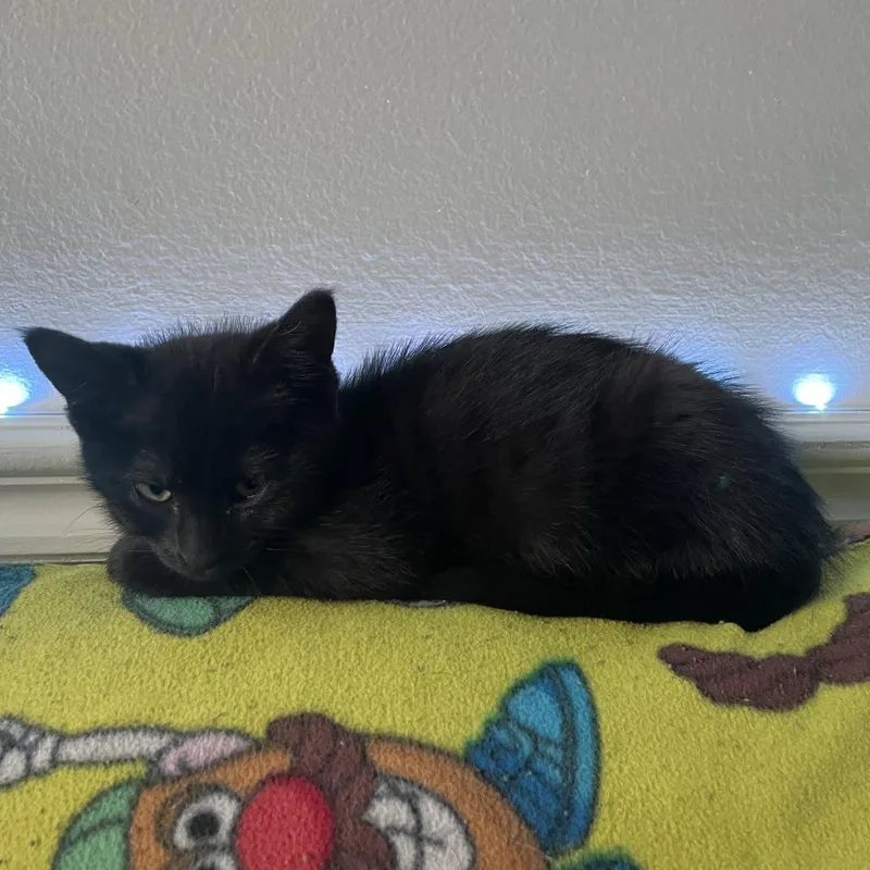 A baby small-sized male Black Domestic Short Hair cat named Benny for adoption in Houston, TX