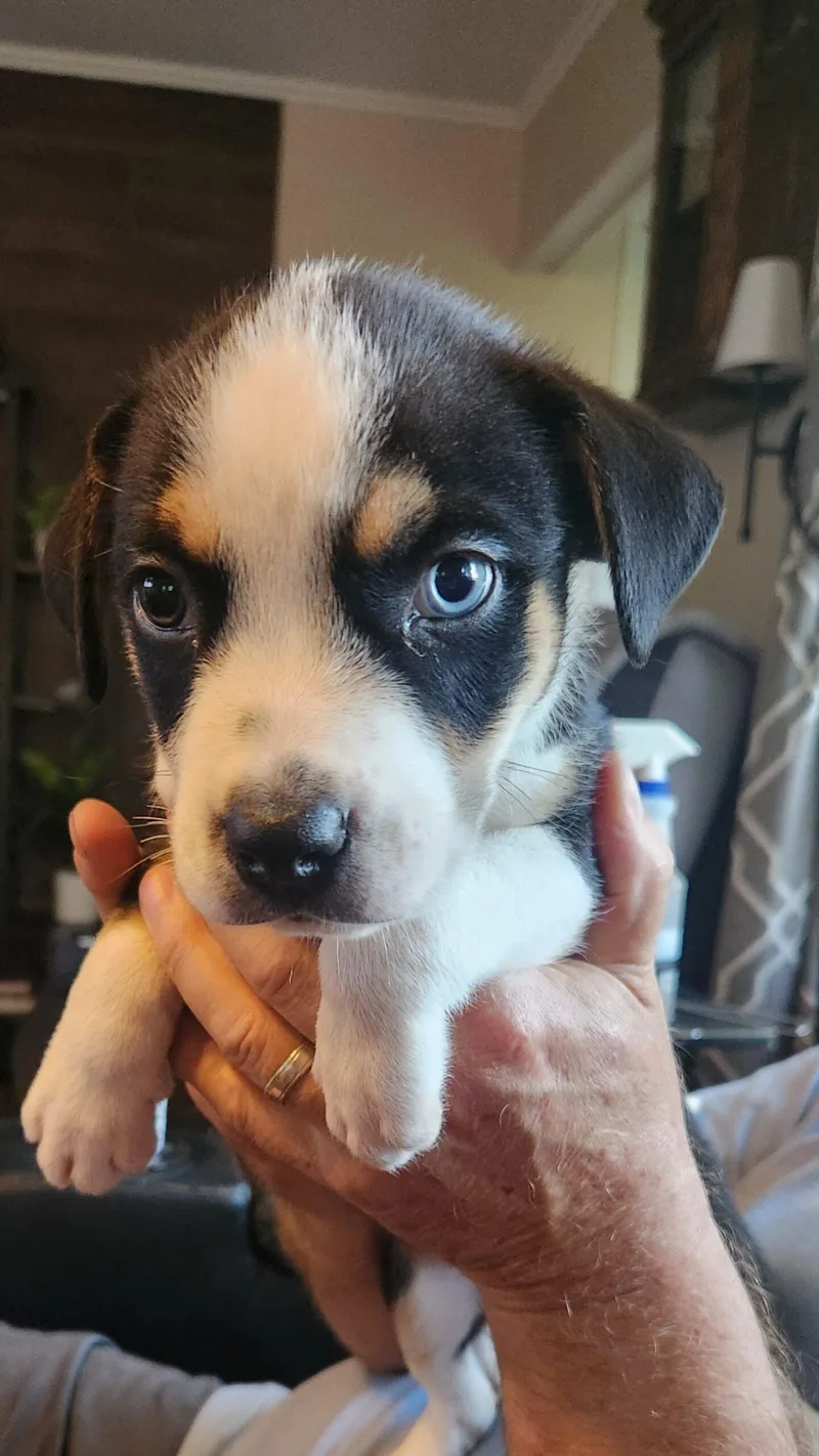 A baby small-sized male Australian Shepherd dog named Finn for adoption in Twin lakes, WI