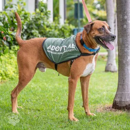 A senior large-sized male Terrier dog named Sunny for adoption in Honolulu, HI
