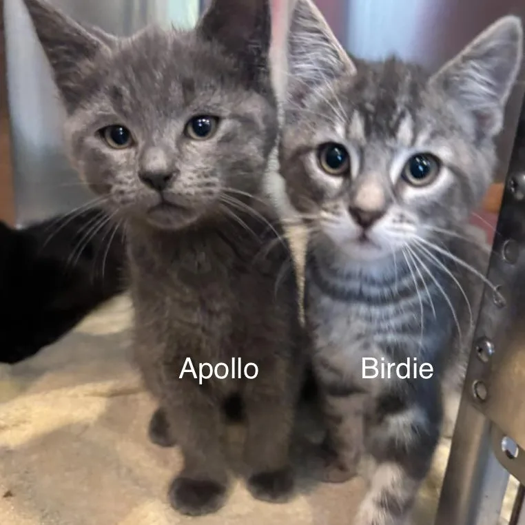 A baby small-sized male Tabby (Gray / Blue / Silver) Domestic Short Hair cat named Birdie And Apollo for adoption in Topsham, ME