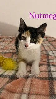 A baby medium-sized female Domestic Short Hair cat named Nutmeg for adoption in Spring Lake, NJ