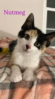 Nutmeg thumbnail 3