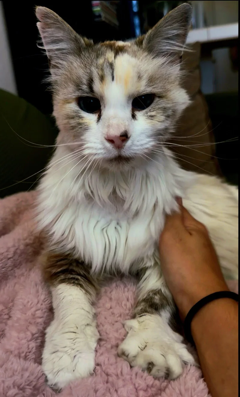 An adult medium-sized female Siamese cat named Snow White for adoption in San Jose, CA