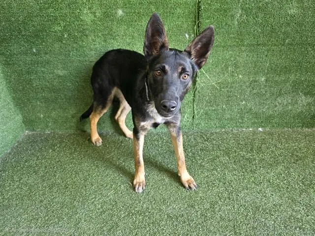 A young medium-sized female German Shepherd Dog dog named Kona for adoption in Lancaster, CA