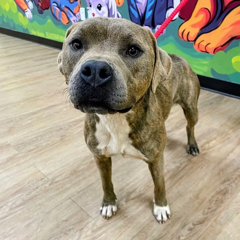 An adult large-sized female Yellow / Tan / Blond / Fawn Pit Bull Terrier dog named Nessa for adoption in Lyndhurst, VA