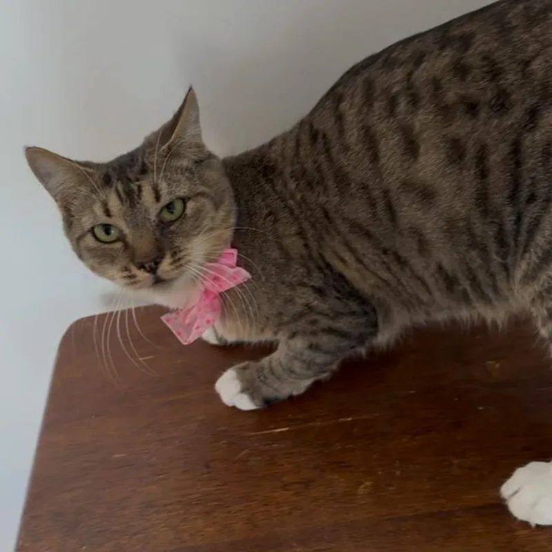 Fearless thumbnail 2