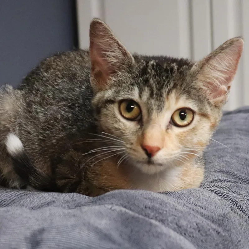 A baby small-sized female Torbie Domestic Short Hair cat named Willow for adoption in Lakeland, FL