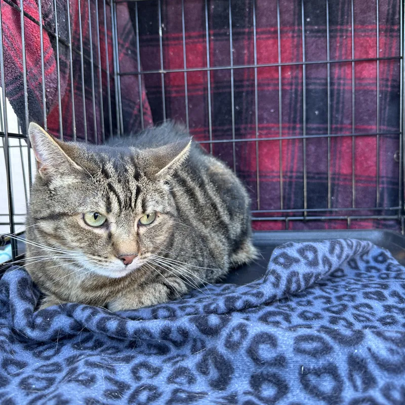 A senior large-sized male Tabby (Brown / Chocolate) Domestic Short Hair cat named Blaze for adoption in Easley, SC