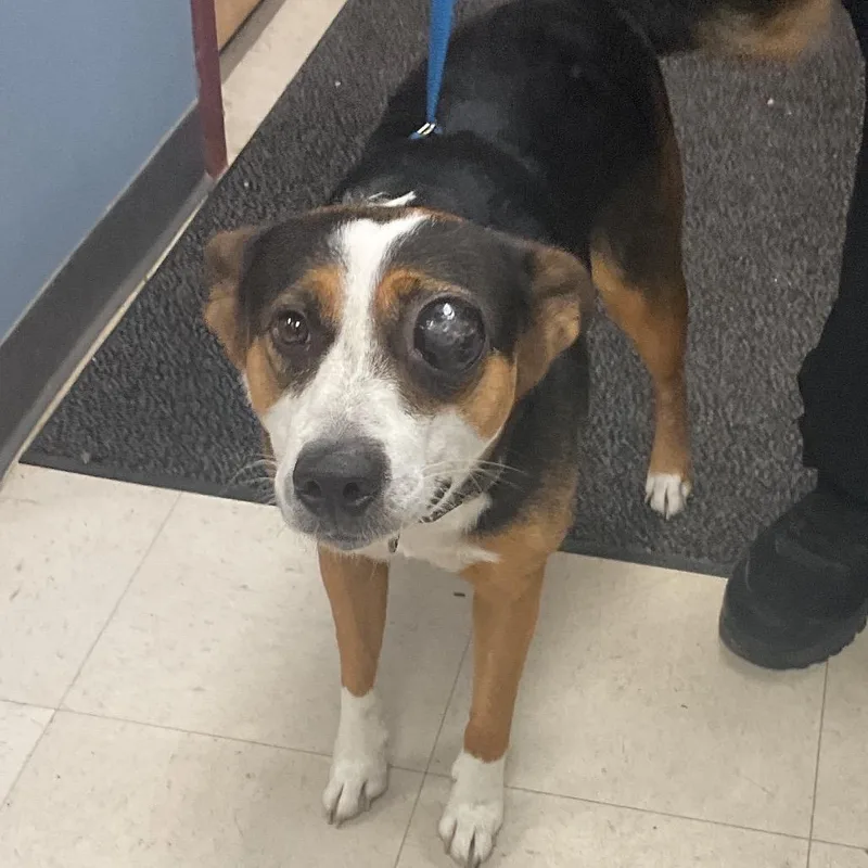 An adult medium-sized female Black Mixed Breed dog named Presley for adoption in St Joseph, MO