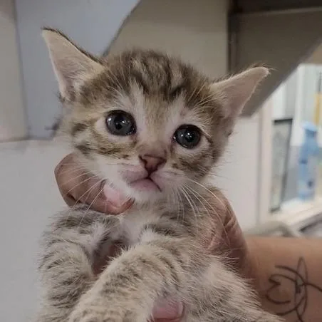 A baby small-sized female Torbie Domestic Short Hair cat named Wrobleski for adoption in Los Angeles, CA