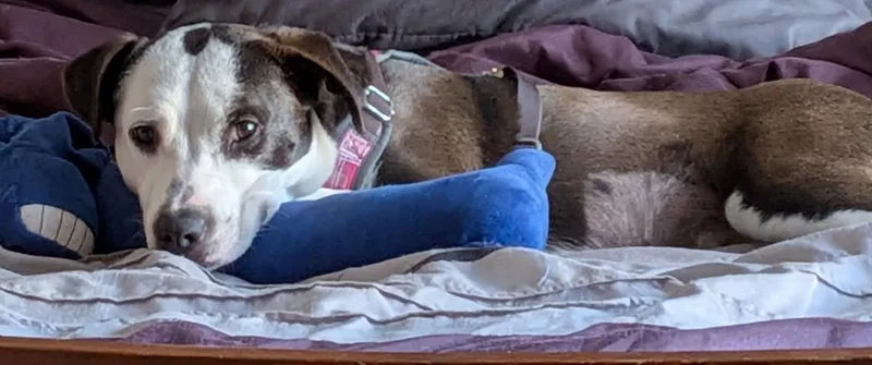 Milkshake thumbnail 2