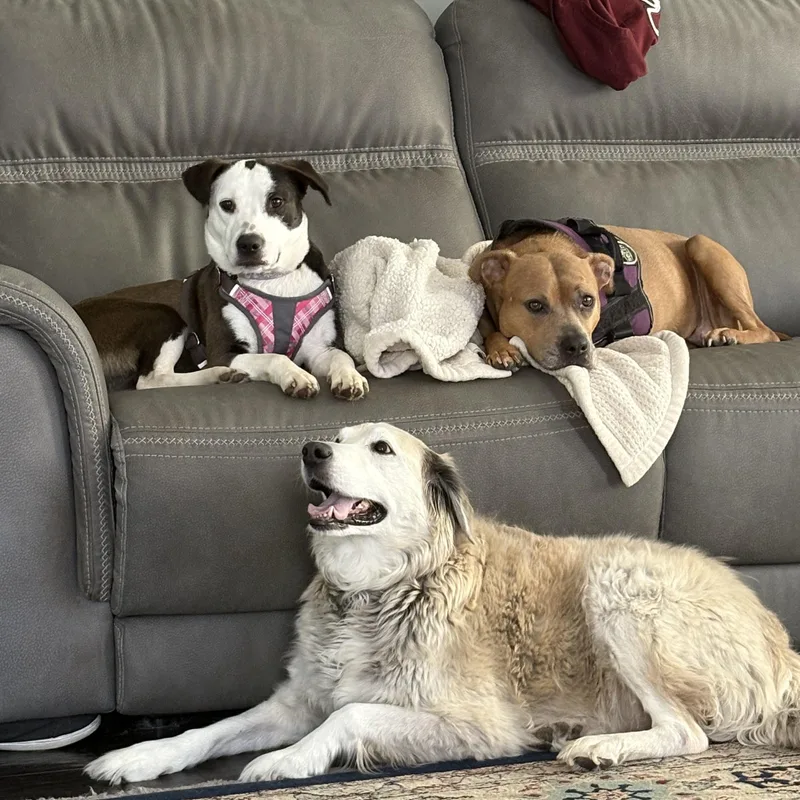 Milkshake thumbnail 3