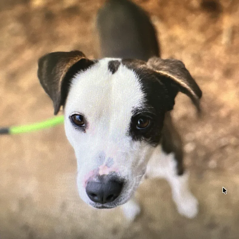 Milkshake thumbnail 4