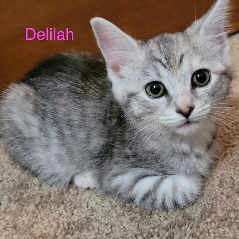 A baby small-sized female Gray / Blue / Silver Domestic Short Hair cat named Delilah for adoption in Carmel, IN