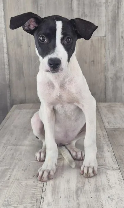 An adult small-sized female Terrier dog named Marble for adoption in Shreveport, LA