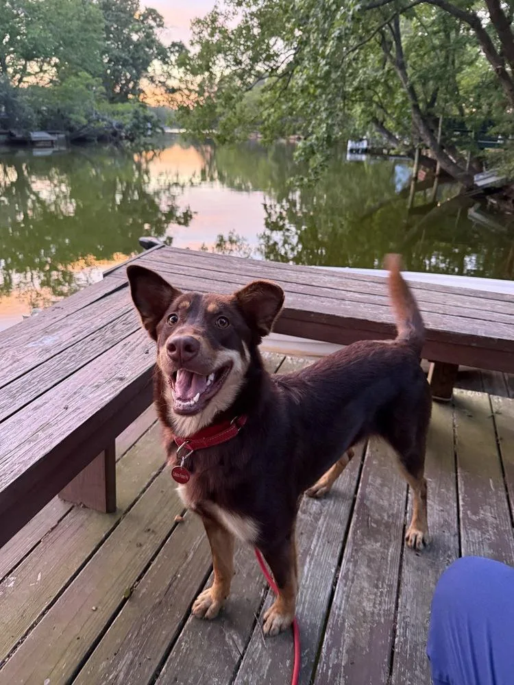 A young large-sized female Australian Kelpie dog named Skye for adoption in Greenlawn, NY