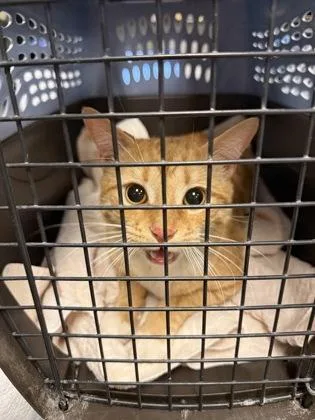 An adult medium-sized male Domestic Short Hair cat named Lester for adoption in Fallston, MD