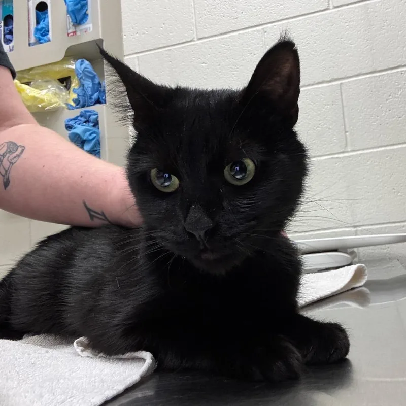 An adult medium-sized female Domestic Short Hair cat named Pickles for adoption in Murray, UT