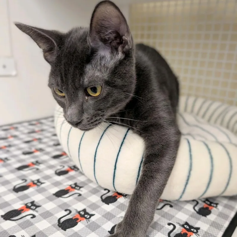 A young medium-sized male Gray / Blue / Silver Domestic Short Hair cat named FLBPColt for adoption in Hamburg, NY