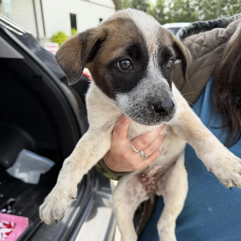 A baby small-sized female White / Cream Terrier dog named Aurora for adoption in Marshall, TX