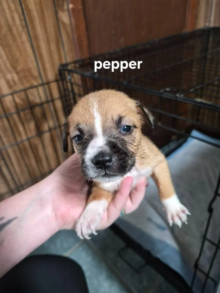 A baby small-sized female Boston Terrier dog named Pepper for adoption in Center, TX