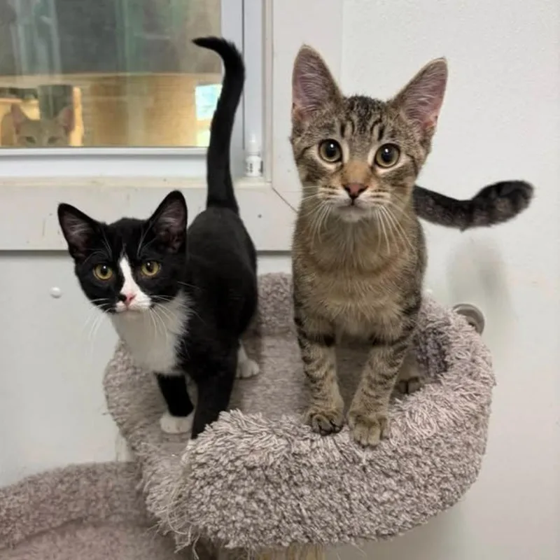 A baby small-sized male Black Domestic Short Hair cat named Shannon for adoption in Albert Lea, MN
