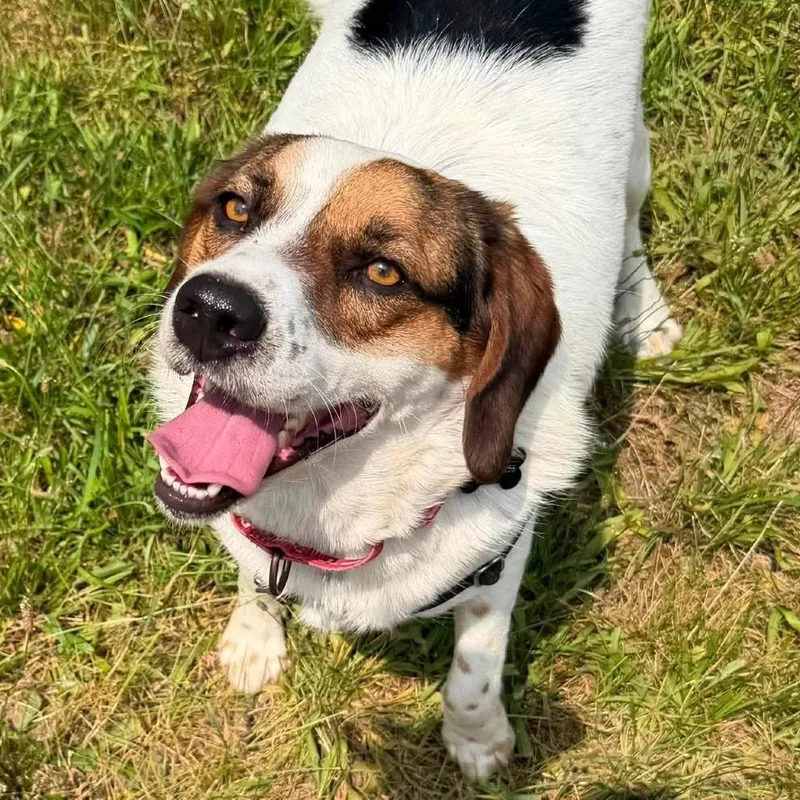 An adult medium-sized male White / Cream Mixed Breed dog named Jack for adoption in West Olive, MI