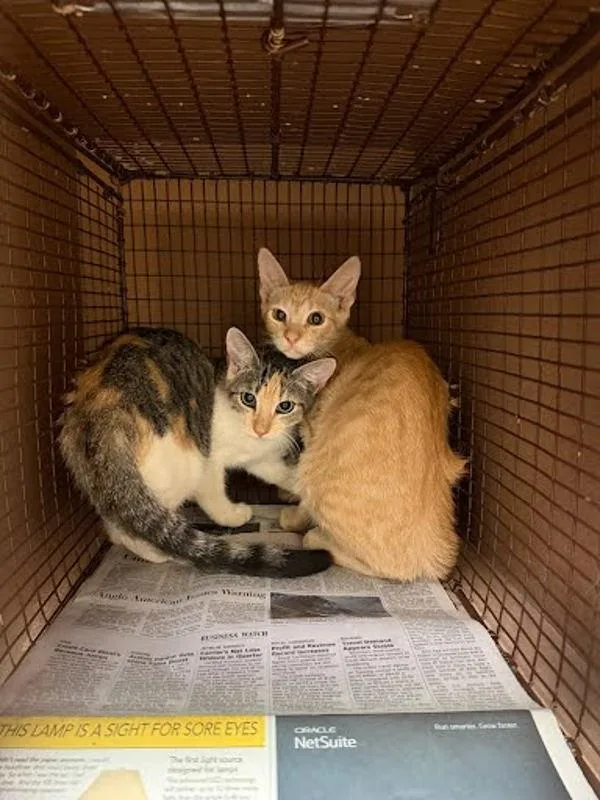A baby small-sized male Domestic Short Hair cat named Redbud for adoption in Austin, TX