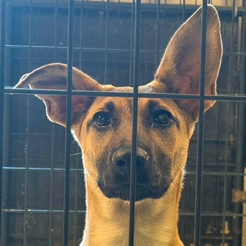 A young medium-sized female Apricot / Beige Shepherd dog named Delcy for adoption in Washington, DC