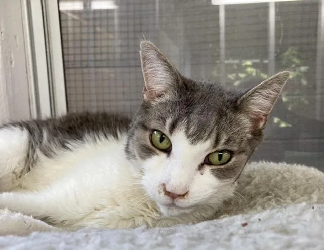 A senior large-sized female Domestic Short Hair cat named Fuzzy for adoption in Huntington, NY