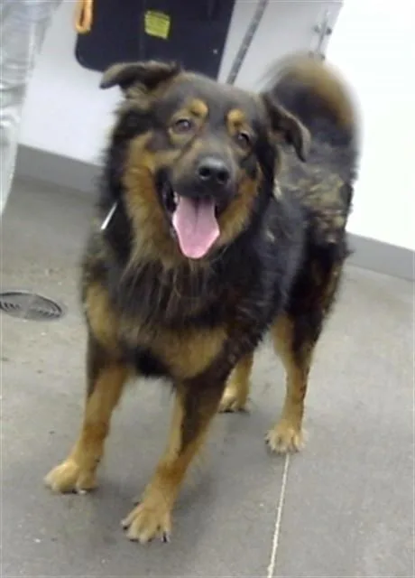 An adult large-sized male German Shepherd Dog dog named Brownie for adoption in Mesa, AZ