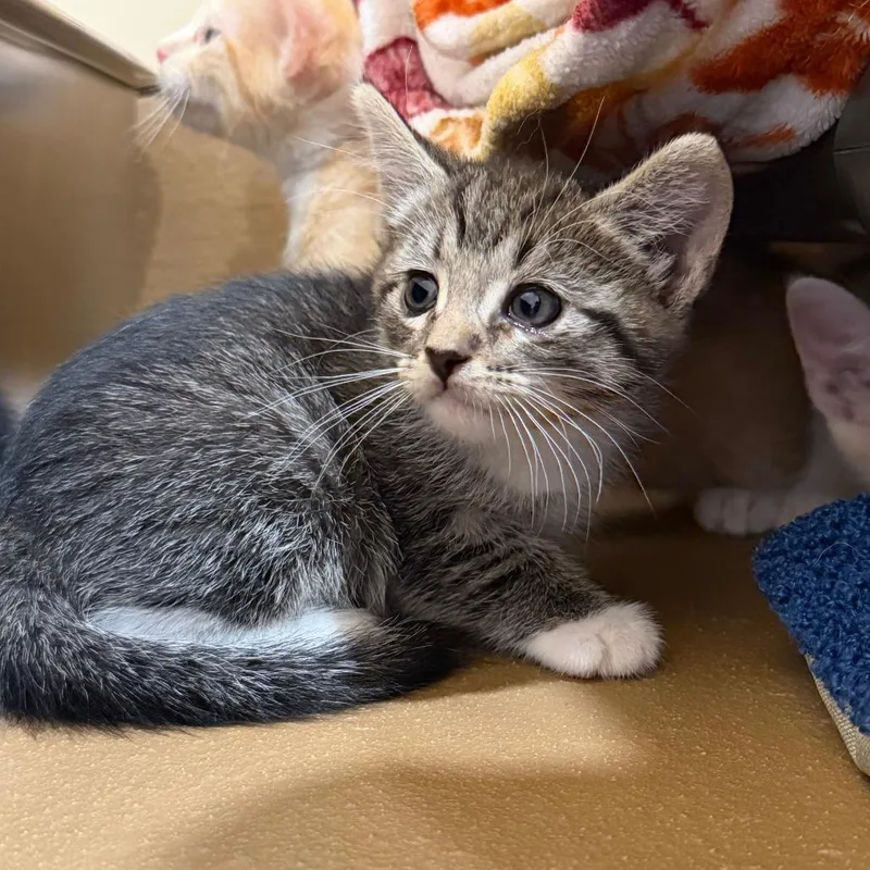 A baby small-sized female Gray / Blue / Silver Domestic Short Hair cat named Berry for adoption in Agoura Hills, CA