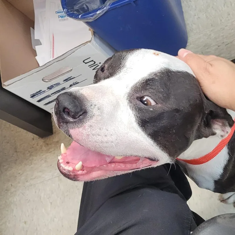 An adult medium-sized female Black Mixed Breed dog named Ownedaltheadrive"piper" for adoption in Columbus, GA