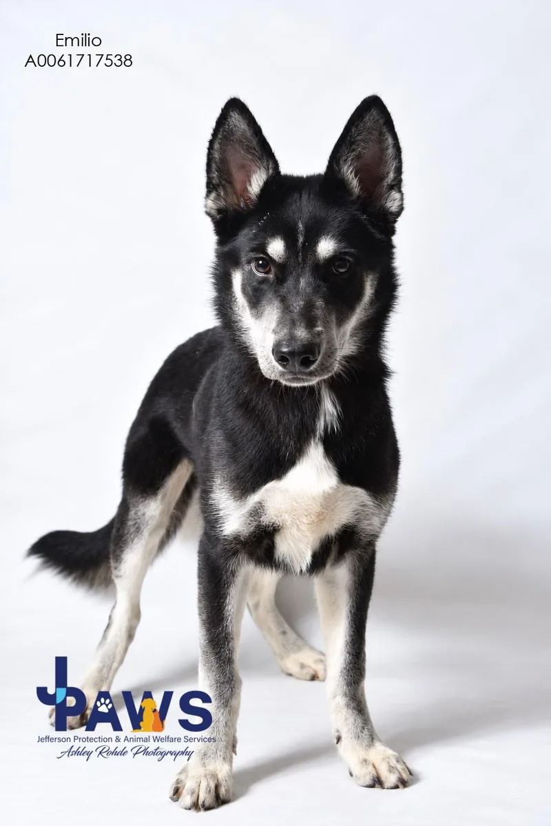 A young medium-sized male German Shepherd Dog dog named Emilio for adoption in Harvey , LA