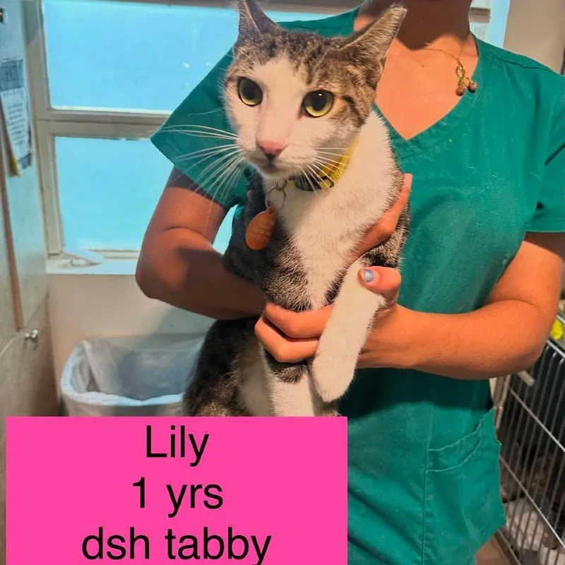 A young medium-sized female White Domestic Short Hair cat named Lily for adoption in Tampa, FL