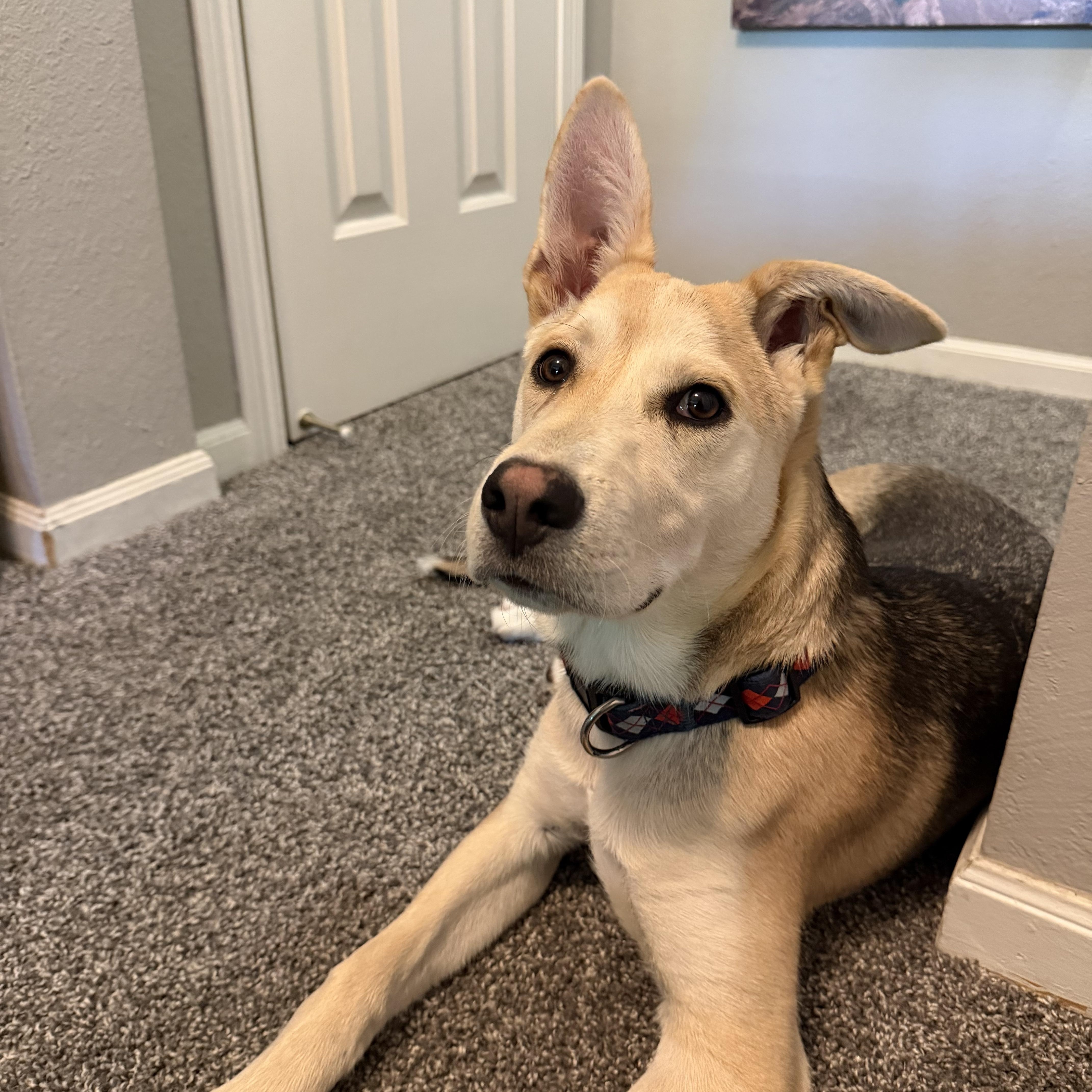 A young large-sized male Tricolor (Brown, Black, & White) Shepherd dog named Dash for adoption in Omaha, NE