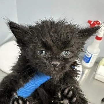 A baby small-sized female Black Domestic Short Hair cat named Jess for adoption in Indianapolis, IN