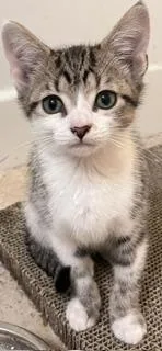 A baby medium-sized male Tabby (Gray / Blue / Silver) Tabby cat named Kane for adoption in Waxhaw, NC