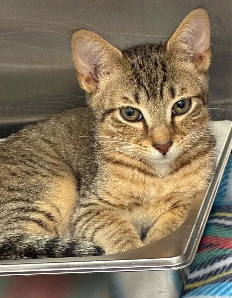 A baby small-sized male Domestic Short Hair cat named Rhett for adoption in Hartsville, SC