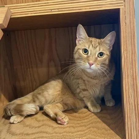 A young large-sized male Orange / Red Domestic Short Hair cat named Blu for adoption in Bentonville, AR