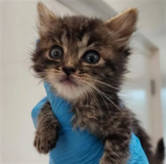 A baby small-sized female Domestic Short Hair cat named Bubbles for adoption in Fort Lauderdale, FL
