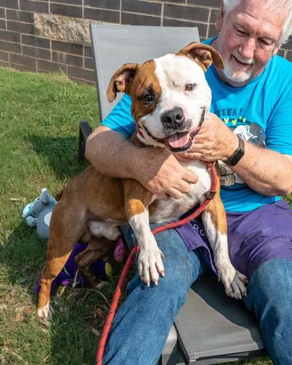 An adult large-sized male Mixed Breed dog named Kane for adoption in Chamblee, GA