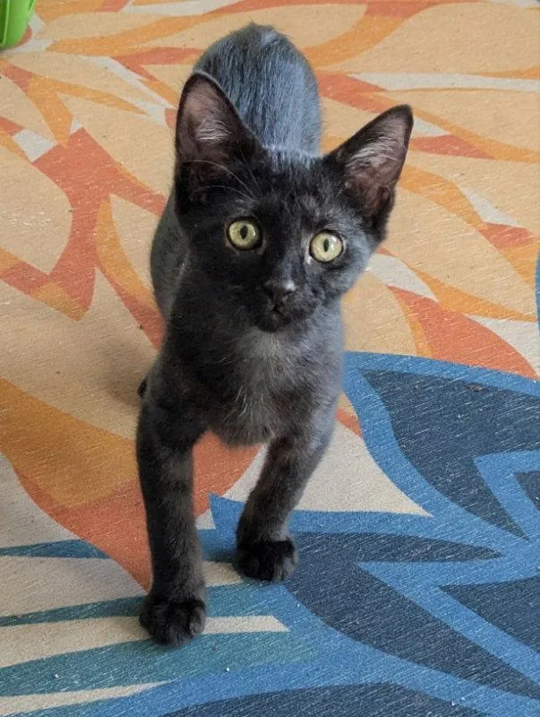 A young medium-sized female Black Domestic Short Hair cat named Small Fry for adoption in Ocala, FL