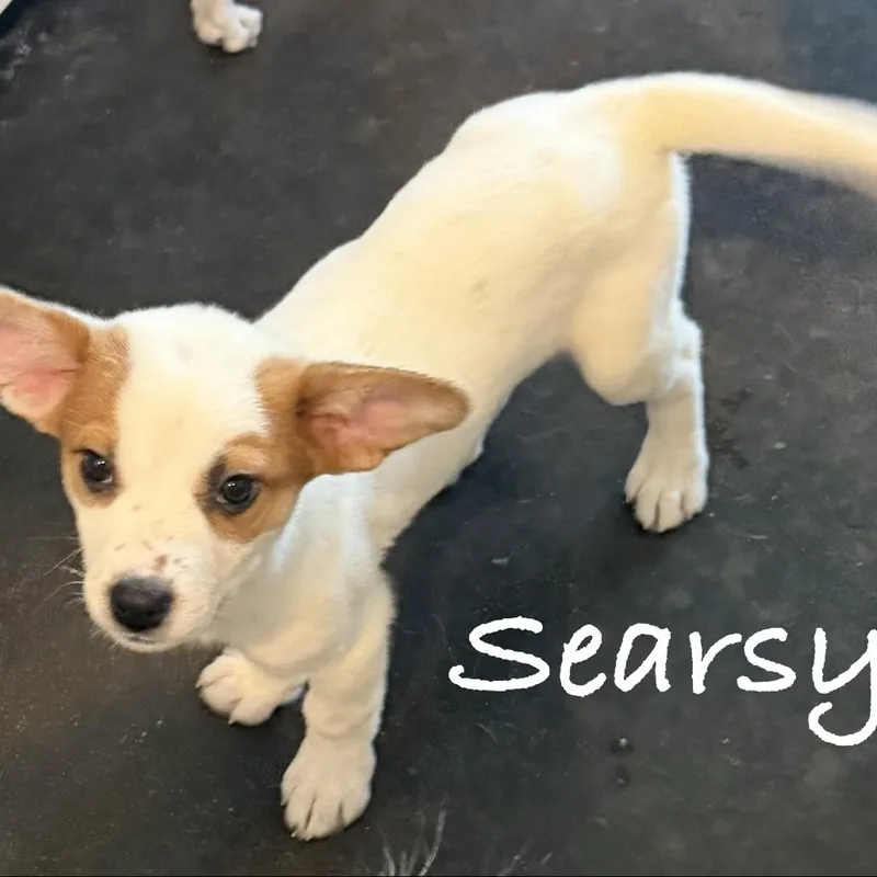 A baby medium-sized female Golden Australian Shepherd dog named Searsy for adoption in Fort Collins, CO
