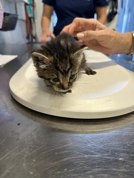A baby small-sized male Domestic Short Hair cat named Bosch for adoption in Mobile, AL